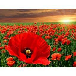 Hạt giống hoa poppy