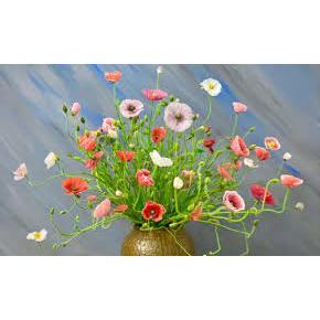 Hạt giống hoa poppy