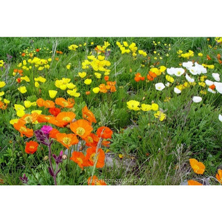 Hạt giống hoa poppy