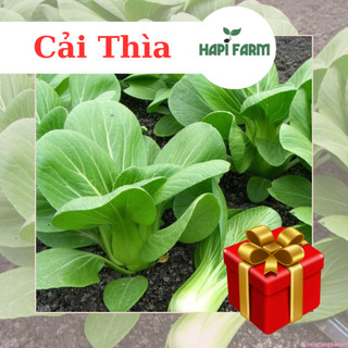 Hạt Giống Rau Cải Thìa , trồng quanh năm