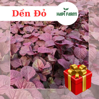 Hạt Giống Rau Dền Đỏ dễ trồng, trồng quanh năm