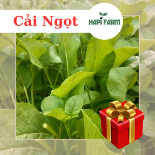 Hạt Giống Rau Cải Ngọt Cọng Xanh , trồng quanh năm