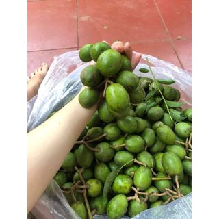 sỉ 3kg Cóc Non - Cóc Thái - Trộn Tré - Trộn Chân gà