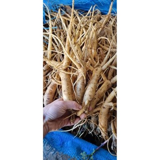 1kg 6 củ sâm dây ngọc linh kon tum không rửa