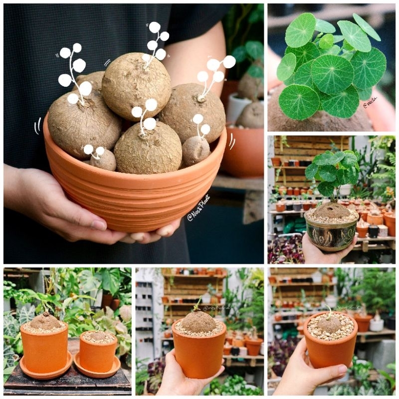 (Củ trồng chậu sẵn mầm) Củ bình vôi Thái - Stephania Erecta/ Củ đồng tiền, cây cảnh, trang trí nội t