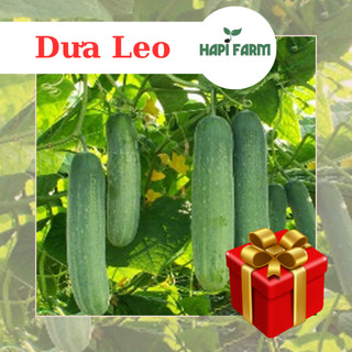 Hạt giống dưa leo, gói 1gr, F1 trái dài, giòn ngọt