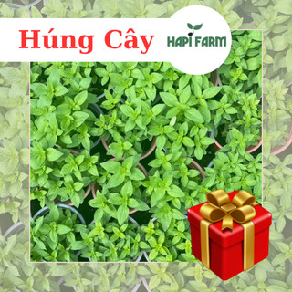 Hạt giống rau húng cây
