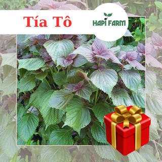Hạt Giống tía tô dễ trồng, thơm ngon, trồng quanh năm