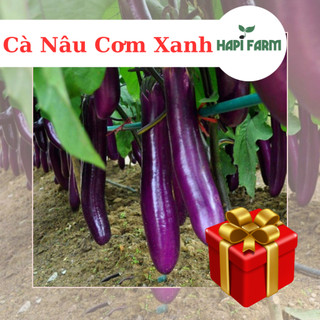 Hạt giống cà tím trái dài - cà nâu cơm xanh dễ trồng