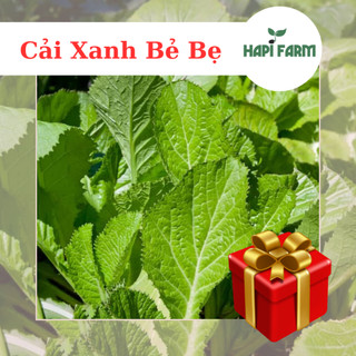 Hạt giống rau cải bẹ xanh bẻ bẹ