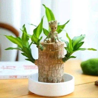 tiểu cảnh thiết mộc lan để bàn ( cây giống k kèm chậu dài 10-15 cm )cây chưa có mầm