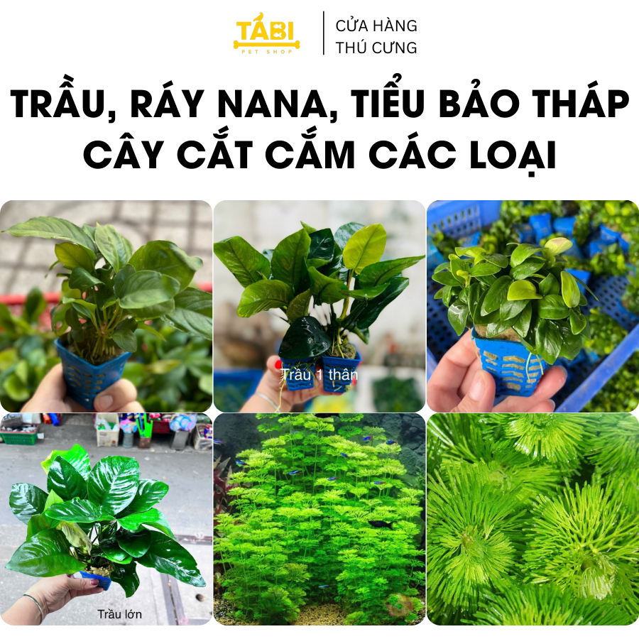 Tiểu Bảo Tháp, Trầu Thuỷ Sinh, Ráy Nana, Cây Cắt Cắm (Các Loại) Hồ Cá, Bể Cá Thuỷ Sinh