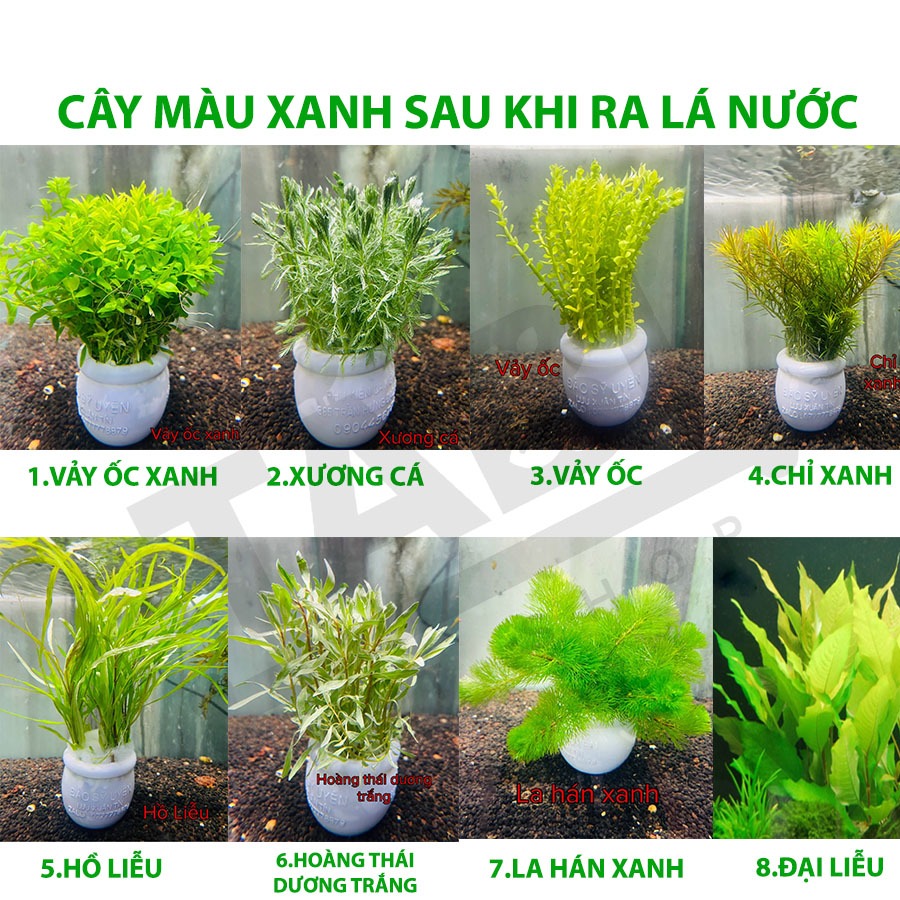 Tiểu Bảo Tháp, Trầu Thuỷ Sinh, Ráy Nana, Cây Cắt Cắm (Các Loại) Hồ Cá, Bể Cá Thuỷ Sinh