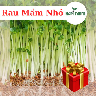 Hạt Giống Rau Mầm Nhỏ Dinh Dưỡng nhanh thu hoạch