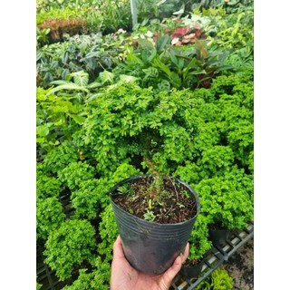Cây linh sam hạt gạo - cây bonsai mini để bàn