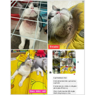 Xịt viêm da thảo dược cho chó mèo