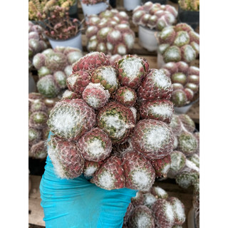 Cây sen phật bà nhện trắng 10-13cm_hàng sẵn