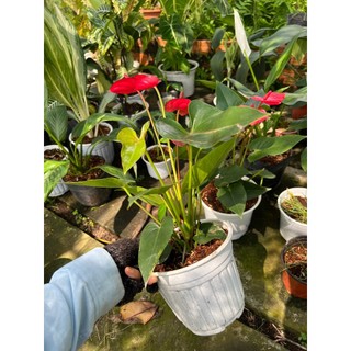 Chậu cây TIểu Hồng Môn như hình - Hồng môn đỏ hoa tươi lâu dễ trồng - Trang trí văn phòng, bàn làm việc và sân vườn