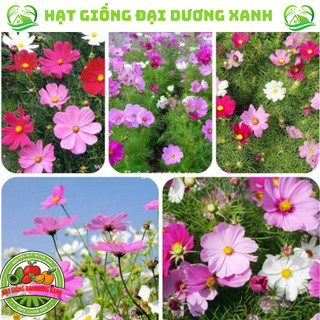 Hạt Giống Hoa Sao Nhái Mix Nhiều Màu tặng phân kích hoa