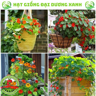 Hạt giống hoa Sen Cạn nhiều màu Tặng kèm phân bón