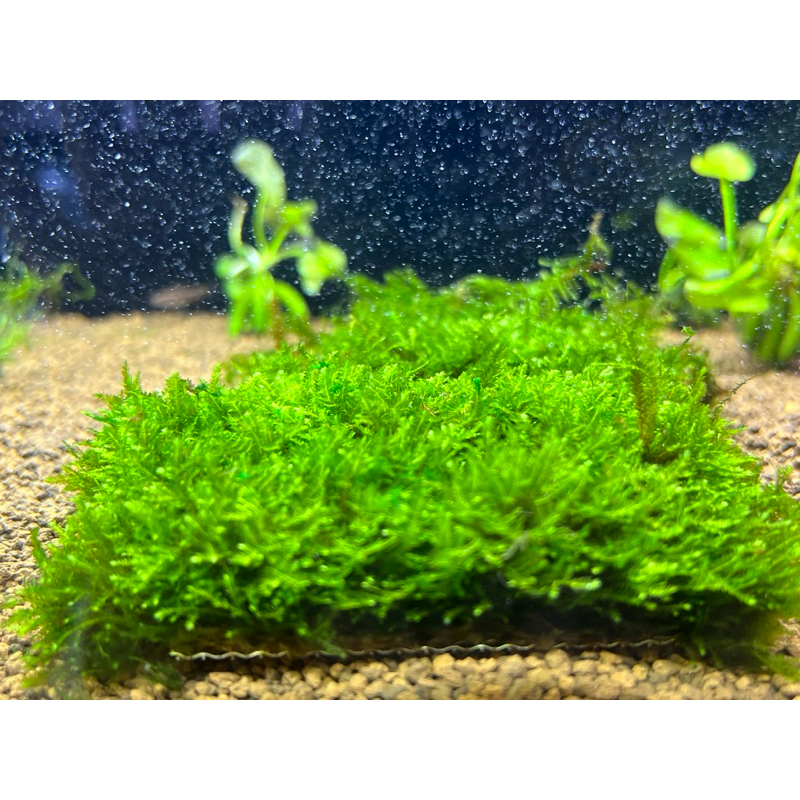 Vỉ rêu Mini Taiwan trang trí thuỷ sinh
