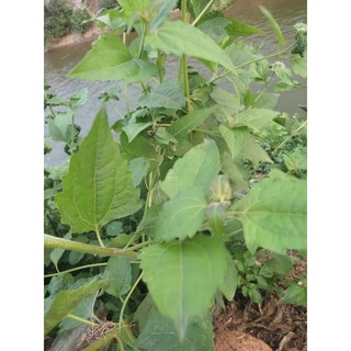 cây cộng sản(cây cỏ hôi,cây cỏ lào....)