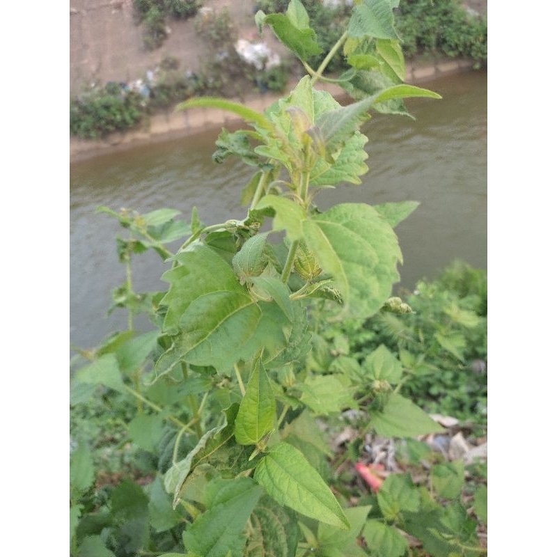 cây cộng sản(cây cỏ hôi,cây cỏ lào....)