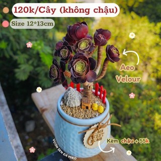 Sen đá aeonium velour size 12cm cao 13cm chung gốc nhiều đầu như ảnh miko_garden lỗi 1 đền 1