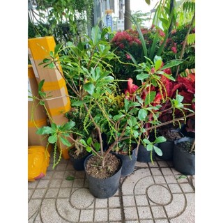 Cây 🌲 lộc vừng... siêu hoa... đang hoa