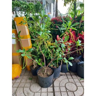 Cây 🌲 lộc vừng... siêu hoa... đang hoa