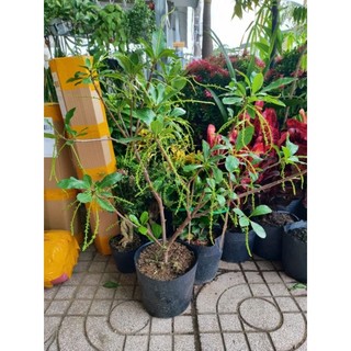 Cây 🌲 lộc vừng... siêu hoa... đang hoa