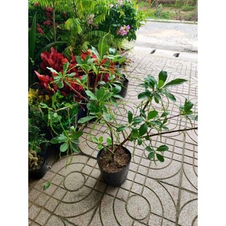 Cây 🌲 lộc vừng... siêu hoa... đang hoa