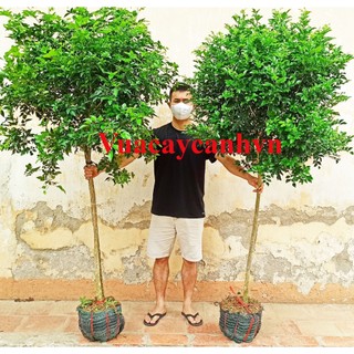 Cây nguyệt quế thoát thân cao 1.5 đến 1.8m , Cây to đẹp
