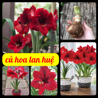 Củ hoa huệ tây hoa màu đỏ nhung - 1 củ