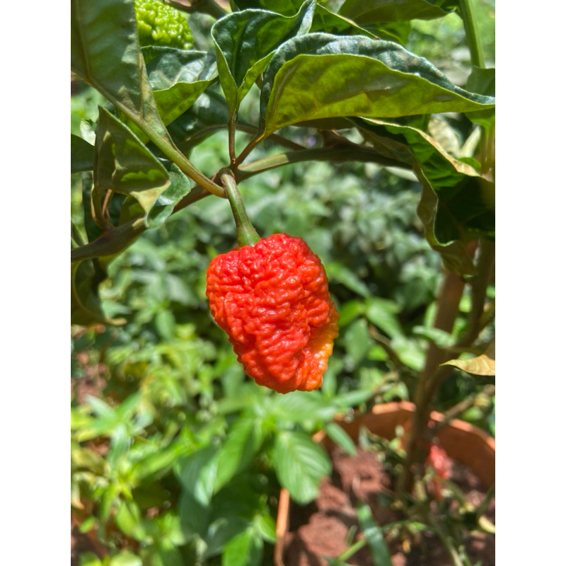 Cây giống ớt carolina reaper lá xoăn