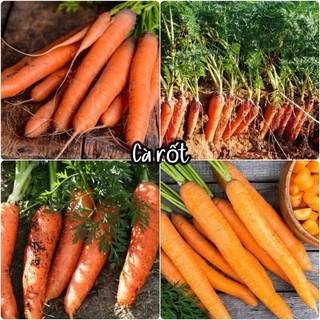 Hạt giống củ cà rốt đỏ chịu nhiệt dể trồng-gói 100 hạt