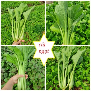 Combo 4 gói hạt giống rau cải ngọt dể trồng-gói 20 gram- tặng kèm phân bón