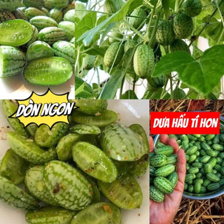 Hạt giống dưa hấu tí hon, dưa mini dể trồng/Gói 10 hạt