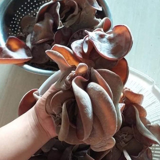 Phôi nấm Mộc nhĩ -