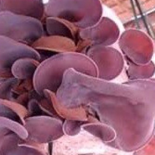 Phôi nấm Mộc nhĩ - (Combo 06 bịch)