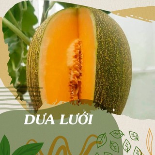 20 hạt giống dưa lưới dài ruột vàng - hạt giống 4 mùa
