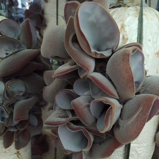 Phôi nấm Mộc nhĩ -