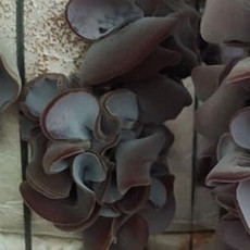 Phôi nấm Mộc nhĩ - (Combo 3 bịch)