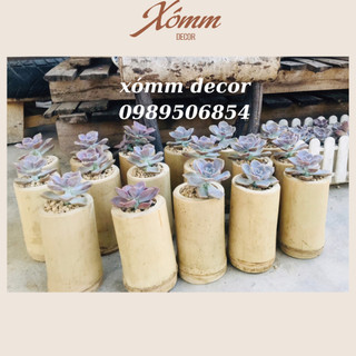Chậu ống tre trồng cây, sen đá, tiểu cảnh , decor trang trí , ống tre, khúc tre, cốc tre trồng cây