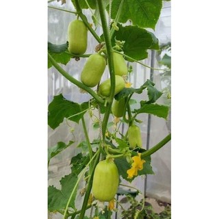 Hạt giống dưa leo ngọc nữ gói 5gr