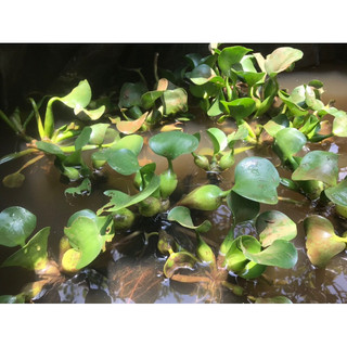 Cây lục bình - Cây bèo tây đực