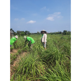 Tinh Dầu Treo Xe Ôtô Sả Java Gò Nổi 10ml