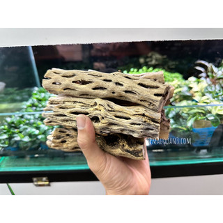 Lũa cholla - lũa xương rồng cho tép cảnh
