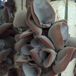 Phôi nấm Mộc nhĩ - (Combo 3 bịch)