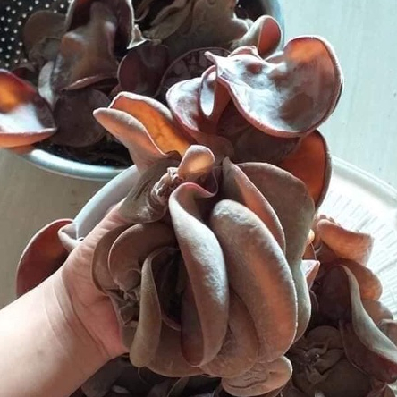 Phôi nấm Mộc nhĩ - (Combo 16 bịch)